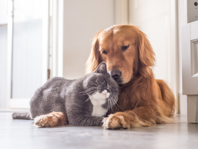 Dog and cat cuddling