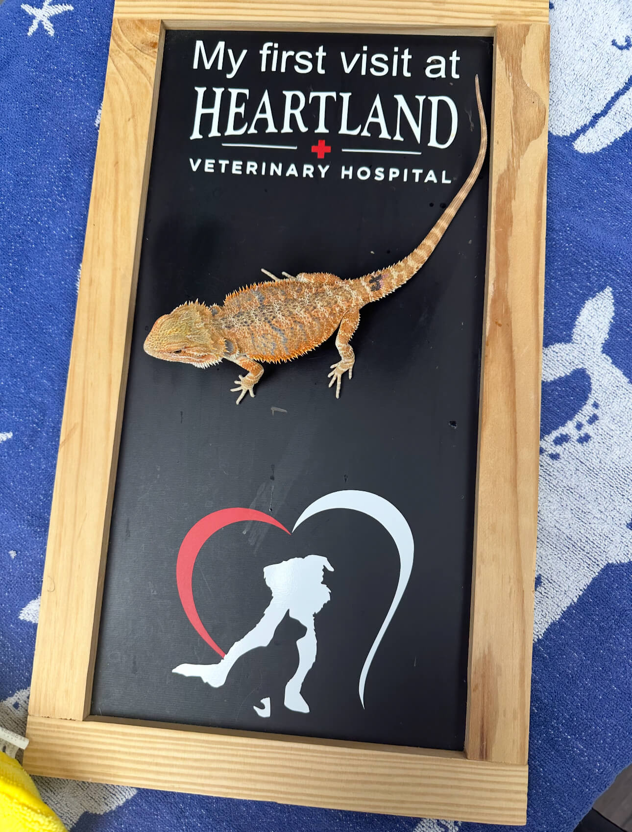 Bearded dragon on new client billboard