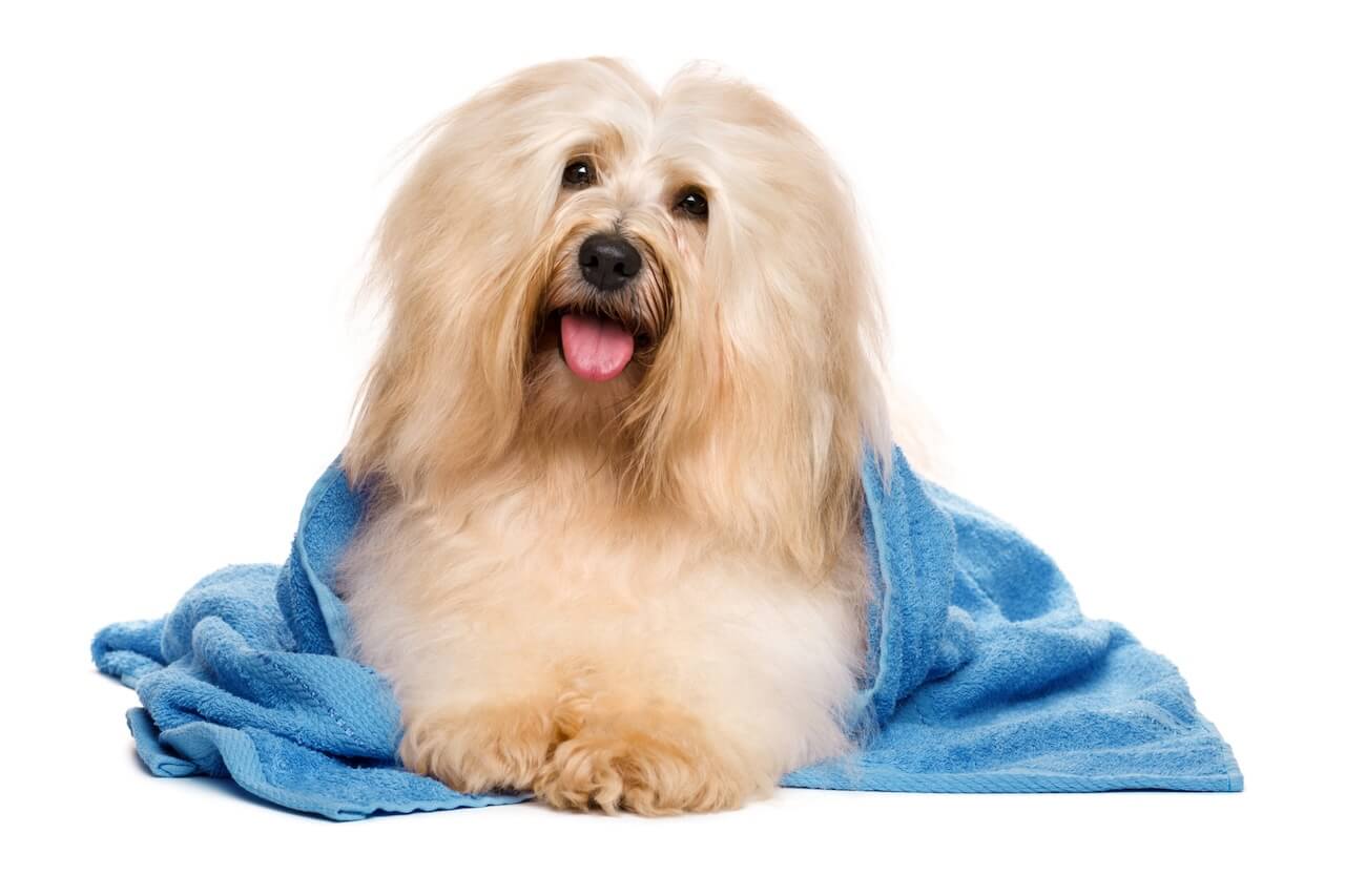 dog grooming in Edwardsville, IL