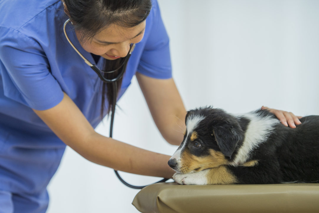 Dog At The Vet | Heartland Veterinary Hospital